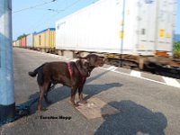 20130713-B-06  ... und mein treuer Begleiter der sich den durchfahrenden G�terzug genau anschaut und seine Ohren im Wind umher wehen.