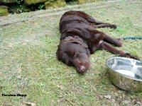 20130717-B023  Und es war schon ein langer und harter Tag, mein treuer Begleiter schl�ft tief und fest, sofern er nicht von einem hupenden Lokf�hrer der uns Gr�sst, aufgeweckt wird.
