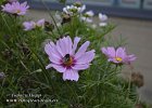 eupen-01092020-B05  Die Blumen haben ...