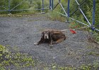 04-05-092020-B20  Mein Treuer begleiter darf auch nicht Fehlen