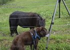 04-05-092020-B27  Meinem Treuen Begleiter war ein Ponny bei Botzelaer alles, aber nicht Recht.
