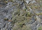 oberwesel-23042021-B004  Felswand am Bettrunnel