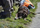 oberwesel-23042021-B052  Mein Treuer Begleiter hat es sich  in Oberwesel gemütlich gemacht