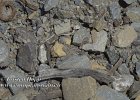 L-36A-24-25-04-2021-B23  Ein Bewohner am Pont-de-Renory