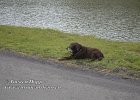 Pro-Ant-29042021-B47  Mein Treuer Begleiter hat es sich am Kanal in Lier gem�tlich gemacht