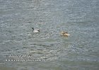 Vise-pda-09052021-B03  Paar Einheimische bewohner an der Maas bei Vis�