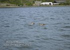 Vise-pda-09052021-B06  Paar Einheimische bewohner an der Maas bei Vis�